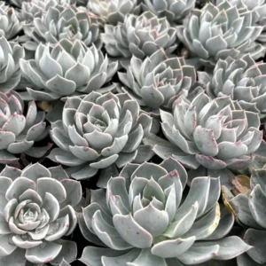 Echeveria Subsessilis 'Morning Beauty' Rosette Succulent Live Plant 2-4 inch Pot - Image 6