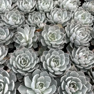 Echeveria Subsessilis 'Morning Beauty' Rosette Succulent Live Plant 2-4 inch Pot - Image 7