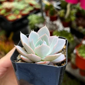 Echeveria Subsessilis 'Morning Beauty' Rosette Succulent Live Plant 2-4 inch Pot - Image 8