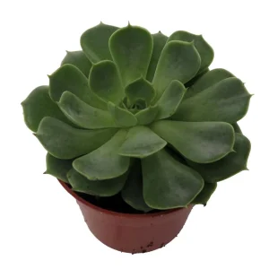 Echeveria Succulent Live Plant - 2.5 inch Pot - Desert Rose - Indoor/Outdoor - Image 2
