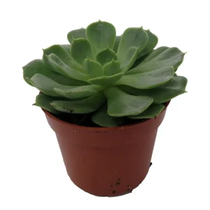 Echeveria Succulent Live Plant - 2.5 inch Pot - Desert Rose - Indoor/Outdoor - Image 1
