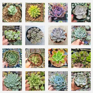 Echeveria Succulent Variety Pack Live Plant - Assorted 2, 4, 6 Inch Sizes - Image 3