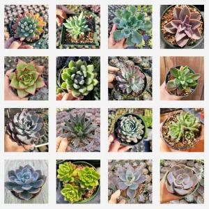 Echeveria Succulent Variety Pack Live Plant - Assorted 2, 4, 6 Inch Sizes - Image 4