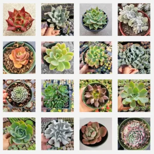 Echeveria Succulent Variety Pack Live Plant - Assorted 2, 4, 6 Inch Sizes - Image 6