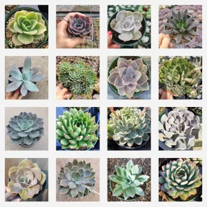 Echeveria Succulent Variety Pack Live Plant - Assorted 2, 4, 6 Inch Sizes - Image 8