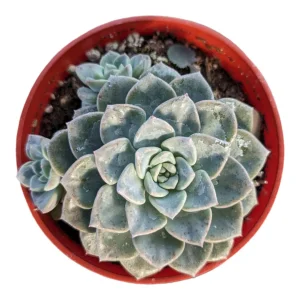 Echeveria Tinkerbell Succulent Plant - Live Potted Houseplant - Drought Tolerant - Image 3