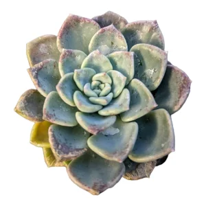 Echeveria Tinkerbell Succulent Plant - Live Potted Houseplant - Drought Tolerant - Image 1