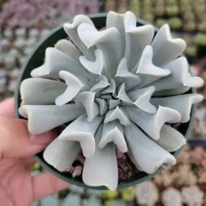 Echeveria 'Topsy Turvy' Succulent Plant - Live Crassulaceae Rosette - Image 3