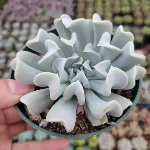 Echeveria 'Topsy Turvy' Succulent Plant - Live Crassulaceae Rosette - Image 4