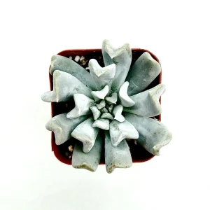 Echeveria 'Topsy Turvy' Succulent Plant - Live Crassulaceae Rosette - Image 6