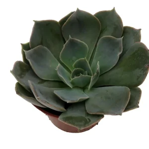 Echeveria Truffles Succulent Live Plant – 2.5 Inch Pot – Indoor/Outdoor - Image 2