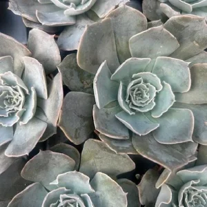 Echeveria Truffles Succulent Live Plant – 2.5 Inch Pot – Indoor/Outdoor - Image 4