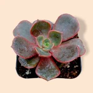 Echeveria Vampire 'Red Ball' Succulent Plant - Live Indoor Succulent - Image 5