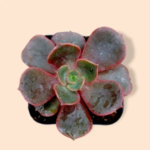Echeveria Vampire 'Red Ball' Succulent Plant - Live Indoor Succulent - Image 6