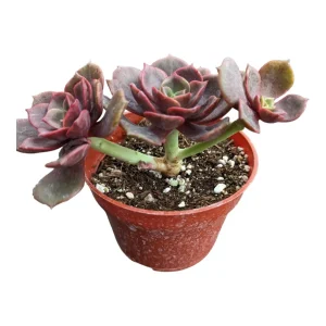 Echeveria Vampire 'Red Ball' Succulent Plant - Live Indoor Succulent - Image 8