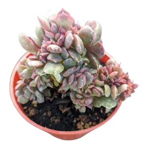 Echeveria Vampire 'Red Ball' Succulent Plant - Live Indoor Succulent - Image 9
