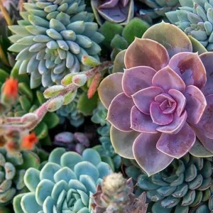 Echeveria Variety Mix Succulent Seeds - Rare Exotic Plant Seeds 100+ - Image 3