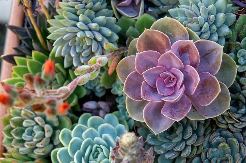 Echeveria Variety Mix Succulent Seeds - Rare Exotic Plant Seeds 100+ - Image 3