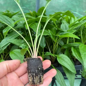 Echinacea Coneflower Panama Red Live Plant - Perennial Wildflower Starter - Image 3