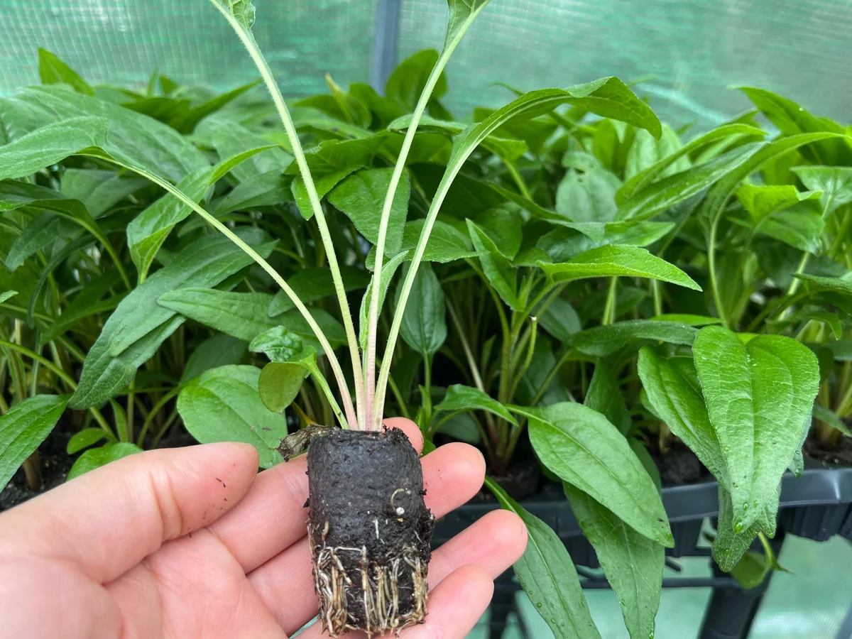 Echinacea Coneflower Panama Red Live Plant - Perennial Wildflower Starter - Image 3