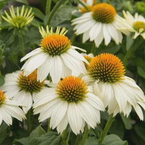 Echinacea Live Plant Starter – Perennial Coneflower for Pollinators – 1 inch Plug - Image 2