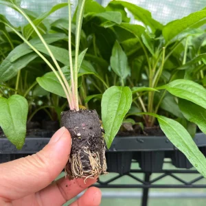 Echinacea Live Plant Starter – Perennial Coneflower for Pollinators – 1 inch Plug - Image 4