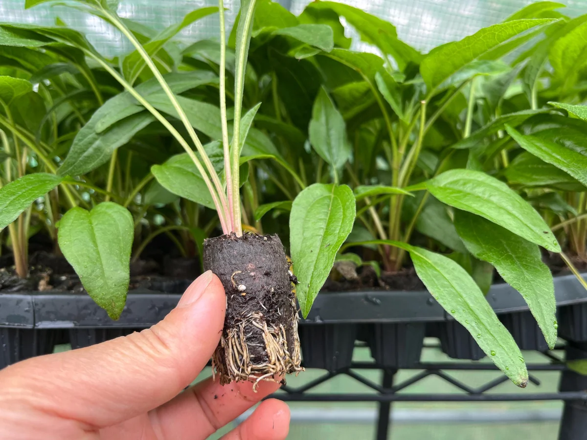 Echinacea Live Plant Starter – Perennial Coneflower for Pollinators – 1 inch Plug - Image 4