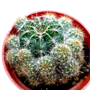 Echinobivia 'Rainbow Bursts' Cactus Live Plant - Easy Care Succulent - Image 2