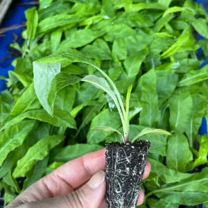 Echinops Blue Glow Live Plant – Globe Thistle – Healthy Starter Perennial - Image 2