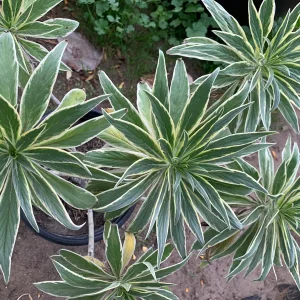 Echium Candicans Star of Madeira Live Plant – 3 Gallon Pot – Outdoor Shrub - Image 2