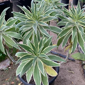 Echium Candicans Star of Madeira Live Plant – 3 Gallon Pot – Outdoor Shrub - Image 1
