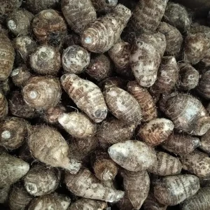 Eddoe Edible Corms (Colocasia antiquorum) - Tropical Vegetable for Planting & Cooking - Image 1
