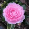 E.G. Waterhouse Camellia Live Plant - Pink Formal Double Flowers, Trade Gallon Pot, Outdoor Shrub - Image 1