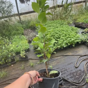 E.G. Waterhouse Camellia Live Plant - Pink Formal Double Flowers, Trade Gallon Pot, Outdoor Shrub - Image 2