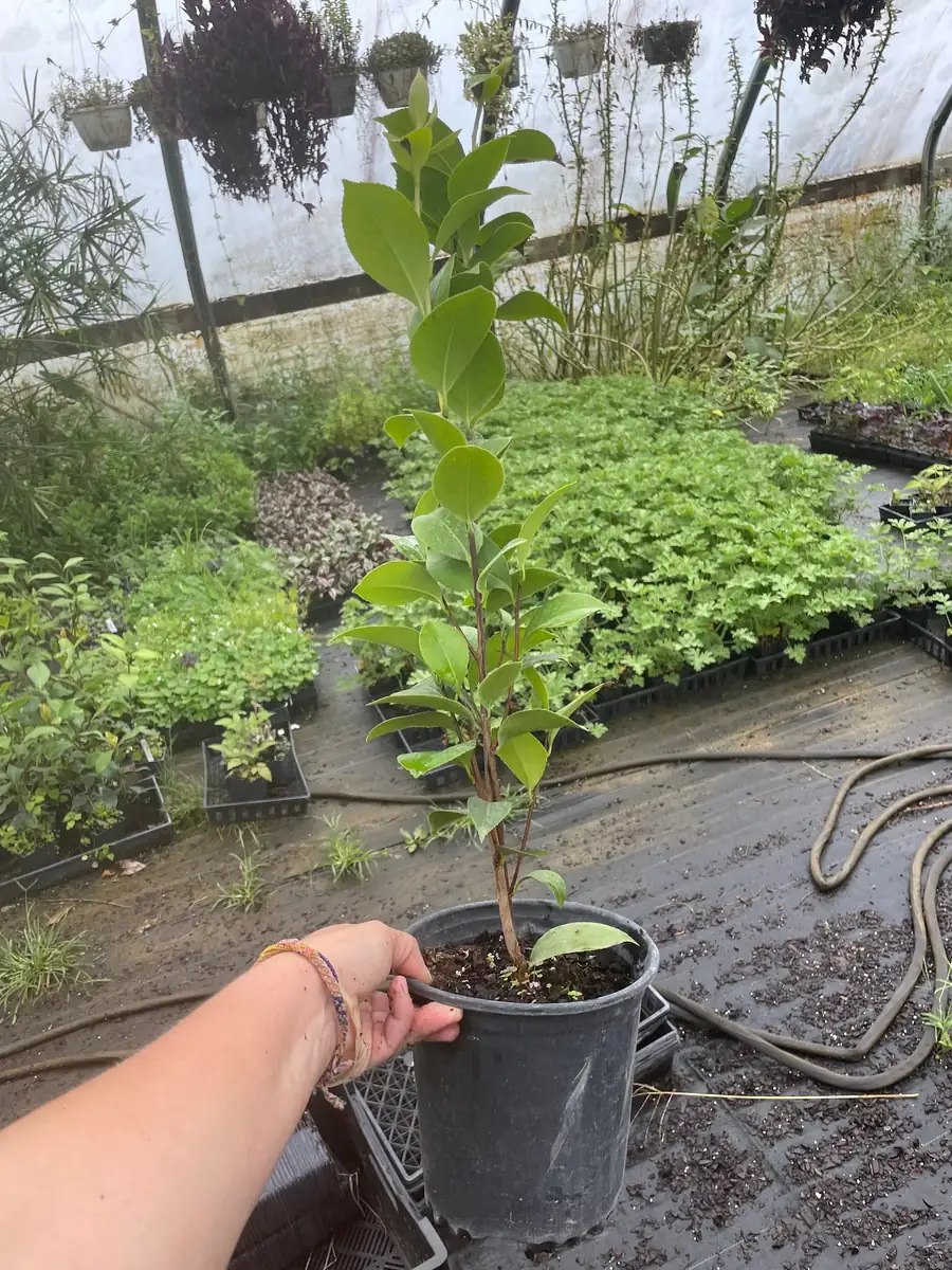 E.G. Waterhouse Camellia Live Plant - Pink Formal Double Flowers, Trade Gallon Pot, Outdoor Shrub - Image 2