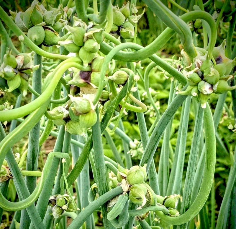 Egyptian Walking Onion Bulbils - Perennial Multiplier Tree Onion Sets - Image 3