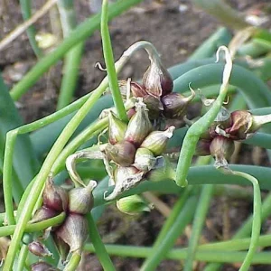 Egyptian Walking Onion Bulbs - Heirloom Perennial Tree Onion - Organic, Easy Grow - Image 2
