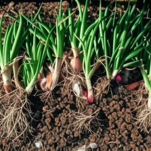Egyptian Walking Onion Plants - Heirloom Perennial Tree Onion Live Plant - Image 2