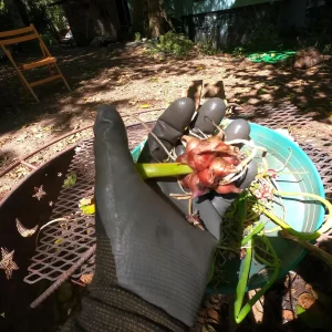 Egyptian Walking Onion Plants - Heirloom Perennial Tree Onion Live Plant - Image 9