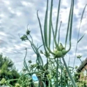 Egyptian Walking Onions - 5 Large Organic Bulbs - Multiplier Tree Onion - Perennial Heirloom - Image 10
