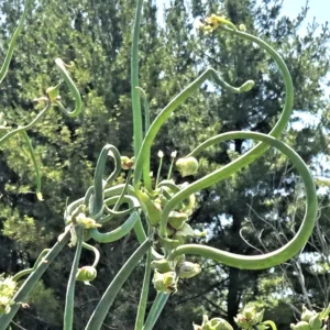 Egyptian Walking Onions - 5 Large Organic Bulbs - Multiplier Tree Onion - Perennial Heirloom - Image 11