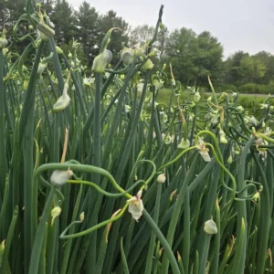 Egyptian Walking Onions - 5 Large Organic Bulbs - Multiplier Tree Onion - Perennial Heirloom - Image 17