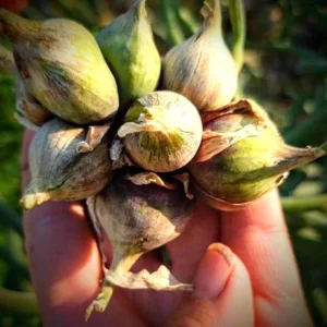 Egyptian Walking Onions - 5 Large Organic Bulbs - Multiplier Tree Onion - Perennial Heirloom - Image 2