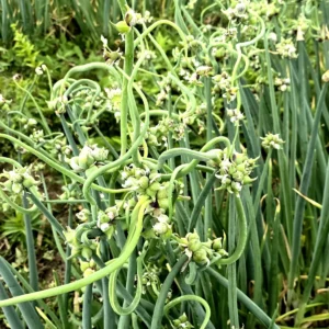 Egyptian Walking Onions - 5 Large Organic Bulbs - Multiplier Tree Onion - Perennial Heirloom - Image 5