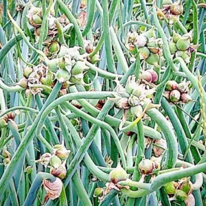 Egyptian Walking Onions - 5 Large Organic Bulbs - Multiplier Tree Onion - Perennial Heirloom - Image 6
