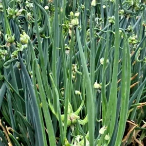 Egyptian Walking Onions - 5 Large Organic Bulbs - Multiplier Tree Onion - Perennial Heirloom - Image 9