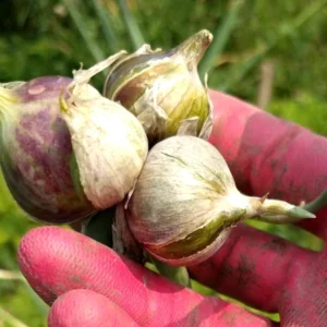 Egyptian Walking Onions - 5 XL Organic Bulbs, Perennial Heirloom Vegetable - Image 1