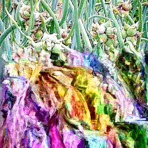 Egyptian Walking Onions - 5 XL Organic Bulbs, Perennial Heirloom Vegetable - Image 4