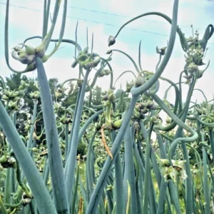 Egyptian Walking Onions - 5 XL Organic Bulbs, Perennial Heirloom Vegetable - Image 8