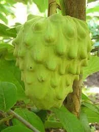 El Bumpo Cherimoya Live Plant – 2 Feet Tall – 3 Gallon Pot – Fruit Tree - Image 1